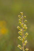 Common Twayblade, Rodbrough Common, May 2023