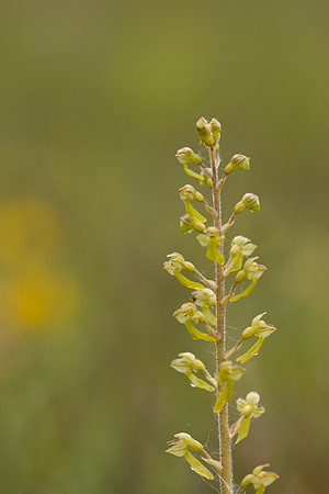 Common Twayblade, Rodbrough Common, May 2023