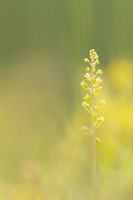 Common Twayblade, Rodbrough Common, May 2023