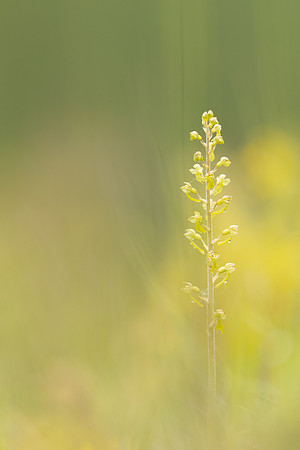 Common Twayblade, Rodbrough Common, May 2023