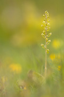 Common Twayblade