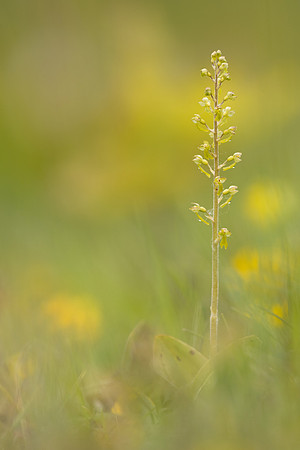 Common Twayblade, Rodbrough Common, May 2023