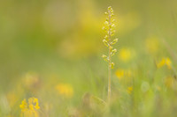 Common Twayblade, Rodbrough Common, May 2023