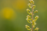 Common Twayblade, Rodbrough Common, May 2023