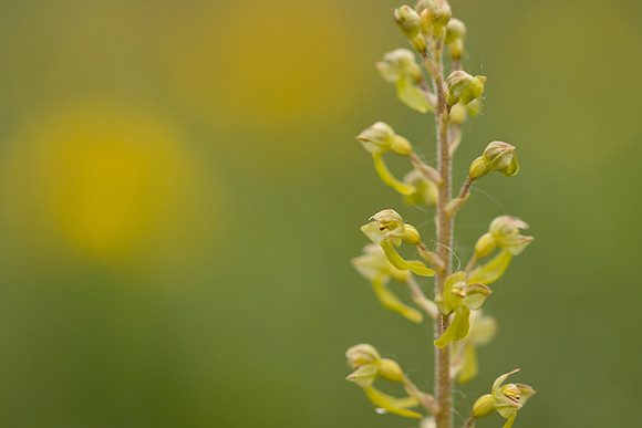 Common Twayblade, Rodbrough Common, May 2023
