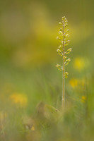 Common Twayblade, Rodbrough Common, May 2023