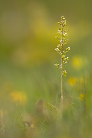 Common Twayblade, Rodbrough Common, May 2023