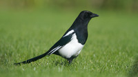 Magpie, Tockington, October 2014