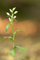 White Helleborine