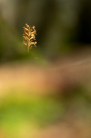 Bird's Nest Orchid, Gloucestershire, June 2023