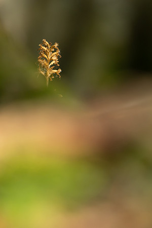 Bird's Nest Orchid, Gloucestershire, June 2023