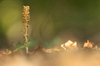 Bird's Nest Orchid, Gloucestershire, June 2023