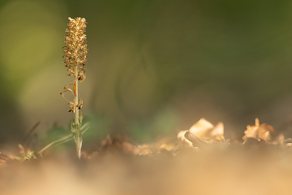 Bird's Nest Orchid, Gloucestershire, June 2023