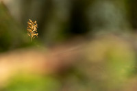 Bird's Nest Orchid, Gloucestershire, June 2023