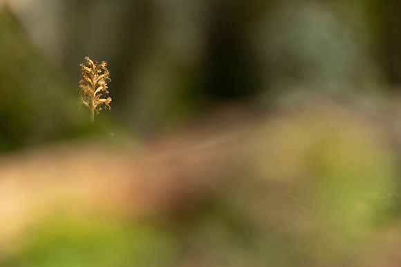 Bird's Nest Orchid, Gloucestershire, June 2023