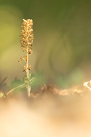Bird's Nest Orchid, Gloucestershire, June 2023