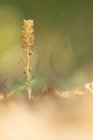 Bird's Nest Orchid, Gloucestershire, June 2023