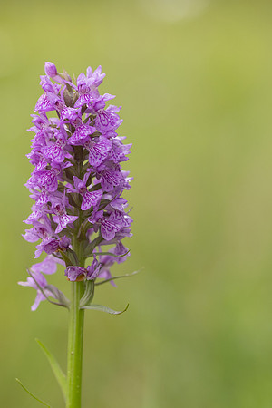 Southern Marsh-orchid, Oldbury Power Station, June 2023
