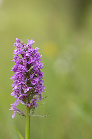 Southern Marsh-orchid, Oldbury Power Station, June 2023.