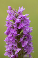 Southern Marsh-orchid, Oldbury Power Station, June 2023