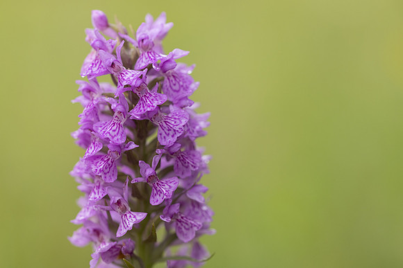 Southern Marsh-orchid, Oldbury Power Station, June 2023