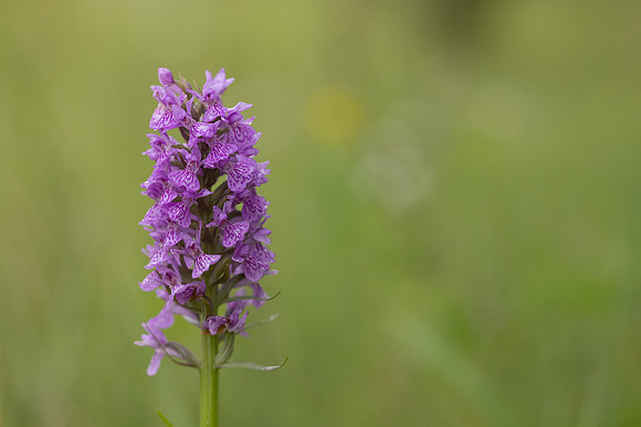Southern Marsh-orchid, Oldbury Power Station, June 2023