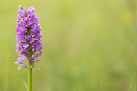 Southern Marsh-orchid, Oldbury Power Station, June 2023
