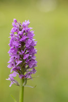 Southern Marsh-orchid, Oldbury Power Station, June 2023