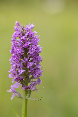Southern Marsh-orchid, Oldbury Power Station, June 2023