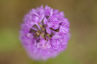 Southern Marsh-orchid, Oldbury Power Station, June 2023