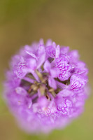 Southern Marsh-orchid, Oldbury Power Station, June 2023