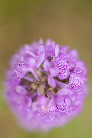 Southern Marsh-orchid, Oldbury Power Station, June 2023