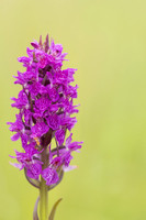 Southern Marsh-orchid, Oldbury Power Station, June 2023