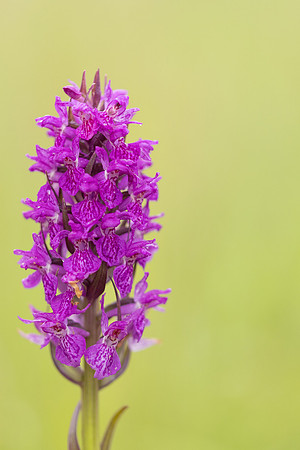 Southern Marsh-orchid, Oldbury Power Station, June 2023