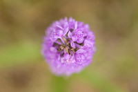 Southern Marsh-orchid, Oldbury Power Station, June 2023