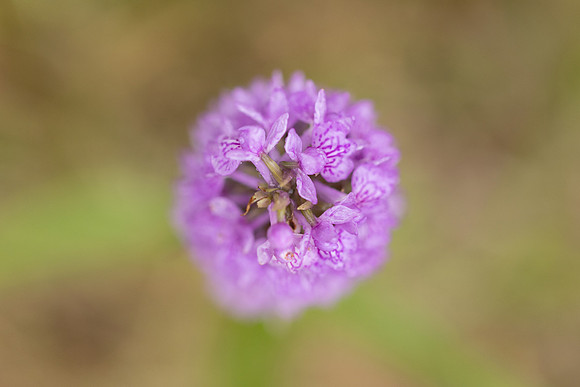Southern Marsh-orchid, Oldbury Power Station, June 2023