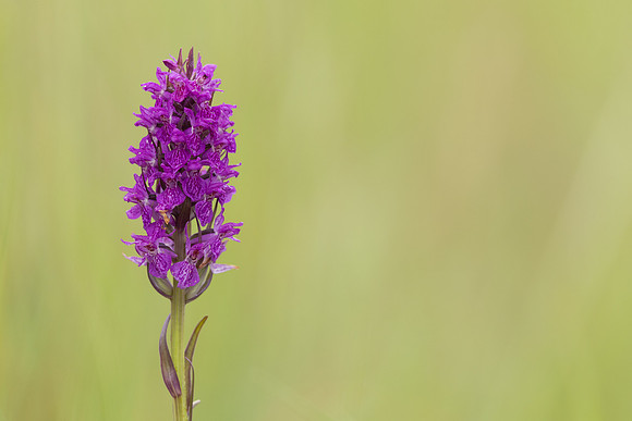 Southern Marsh-orchid, Oldbury Power Station, June 2023