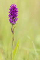 Southern Marsh-orchid, Oldbury Power Station, June 2023