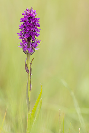 Southern Marsh-orchid, Oldbury Power Station, June 2023