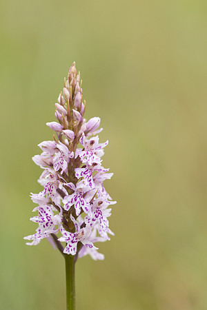 Common-spotted orchid, Oldbury Power Station, June 2023