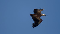 Griffon Vulture (rare breeder on Cyprus) Kensington Cliffs 2014