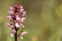 Frog x Common Spotted-orchid, Morgans Hill, June 2024