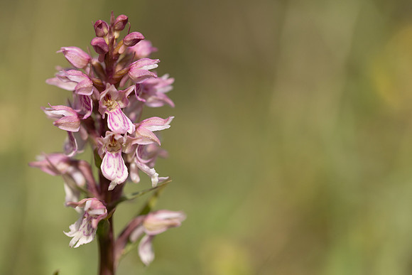 Frog x Common Spotted-orchid, Morgans Hill, June 2024