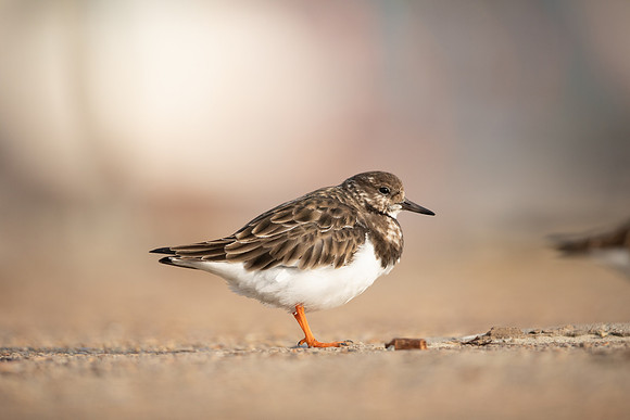 Turnstone, Lyme Regis, March 2022