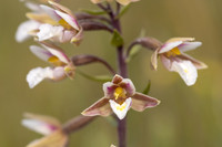 Marsh Helleborine, Kenfig, June 2024