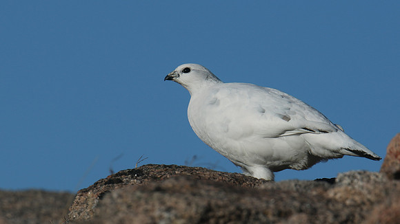 Ptarmigan, Cairngorms, January 2017