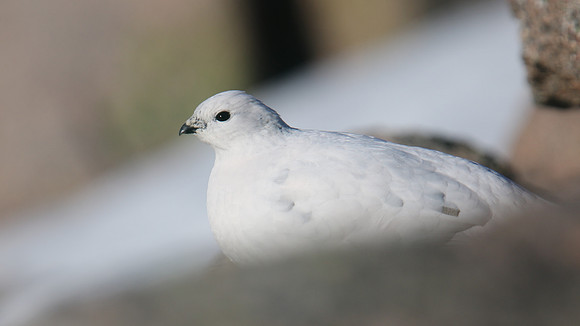 Ptarmigan, Cairngorms, January 2017
