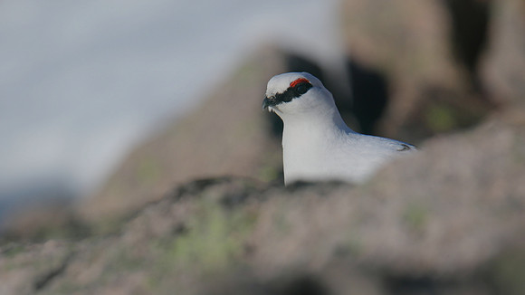 Ptarmigan, Cairngorms, January 2017