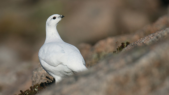 Ptarmigan, Cairngorms, January 2017