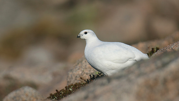 Ptarmigan, Cairngorms, January 2017